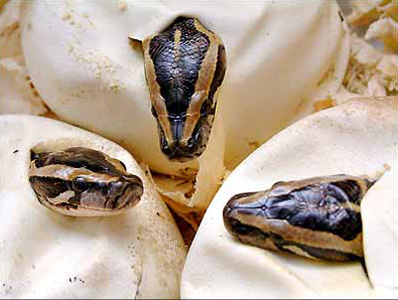 Baby snakes emerge from eggs