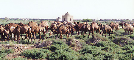 Camels near ancient city of Merv, Turkmenistan