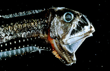 Viperfish