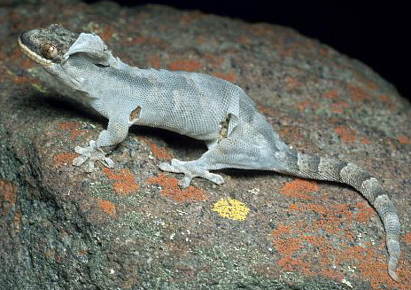 Gecko sheds its skin