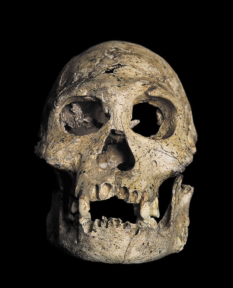 Homo erectus skull