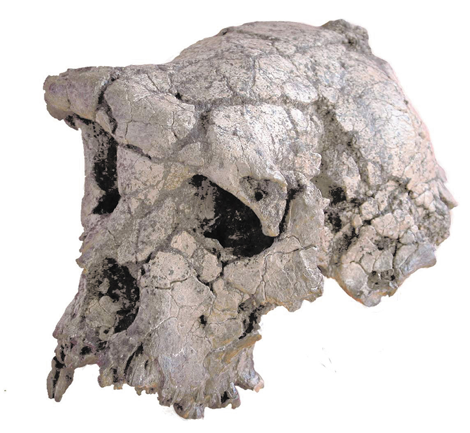 Sahelanthropus tchadensis