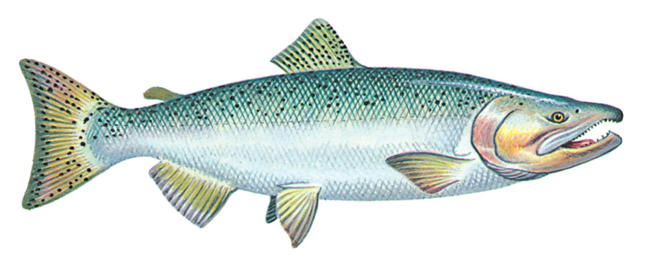 Chinook salmon