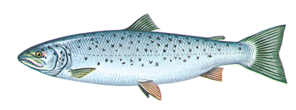 Atlantic salmon