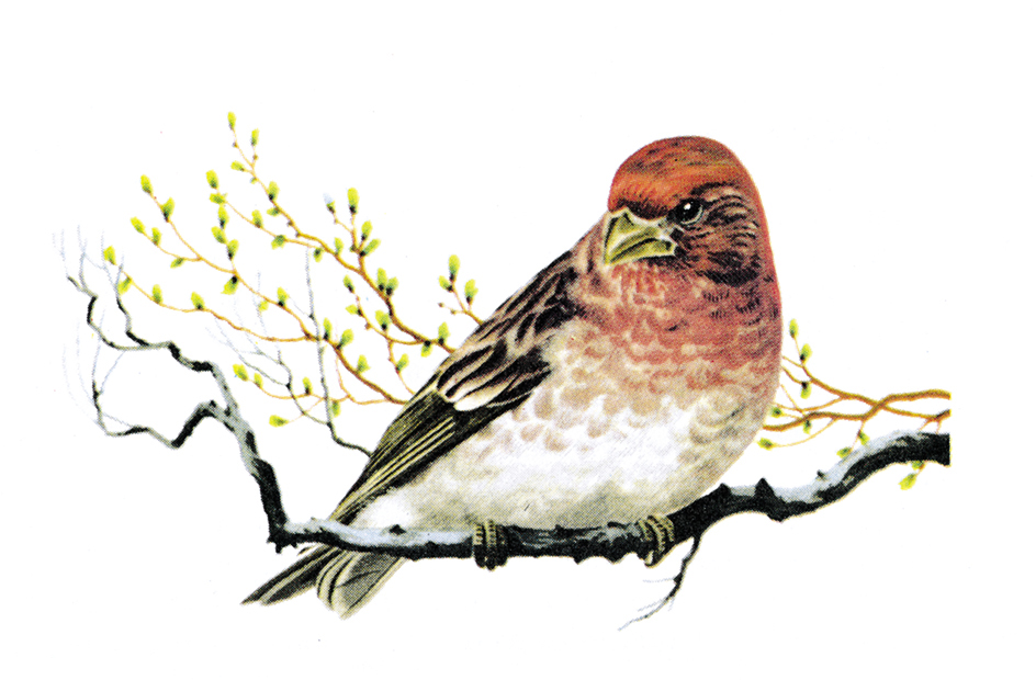 Purple finch