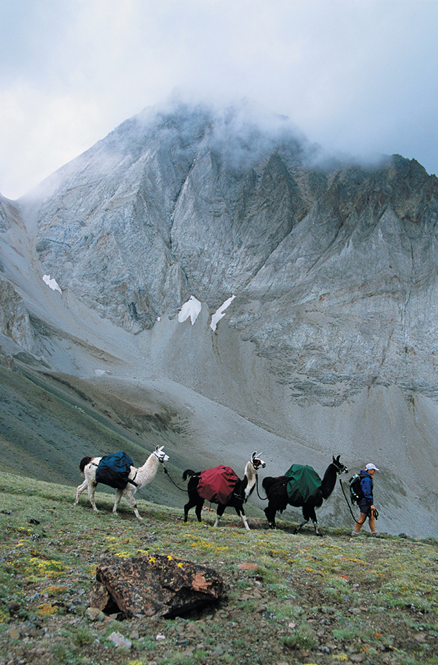 Llamas carrying loads