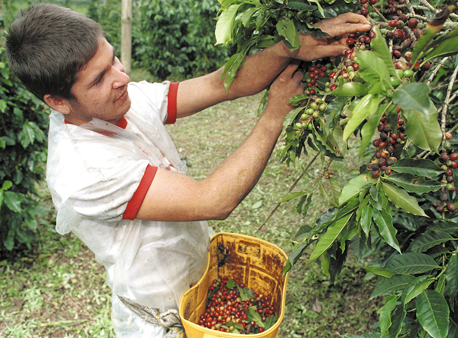 Harvesting coffee beans