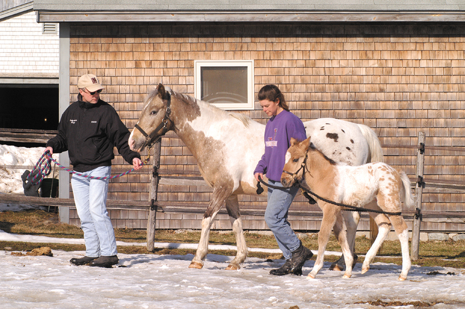 Training a colt