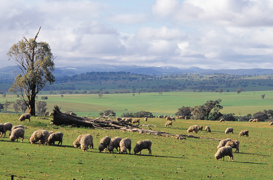 Sheep grazing, New South Wales