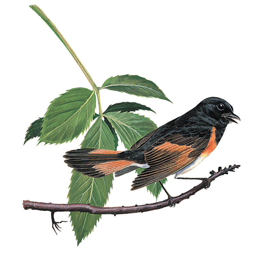 American redstart