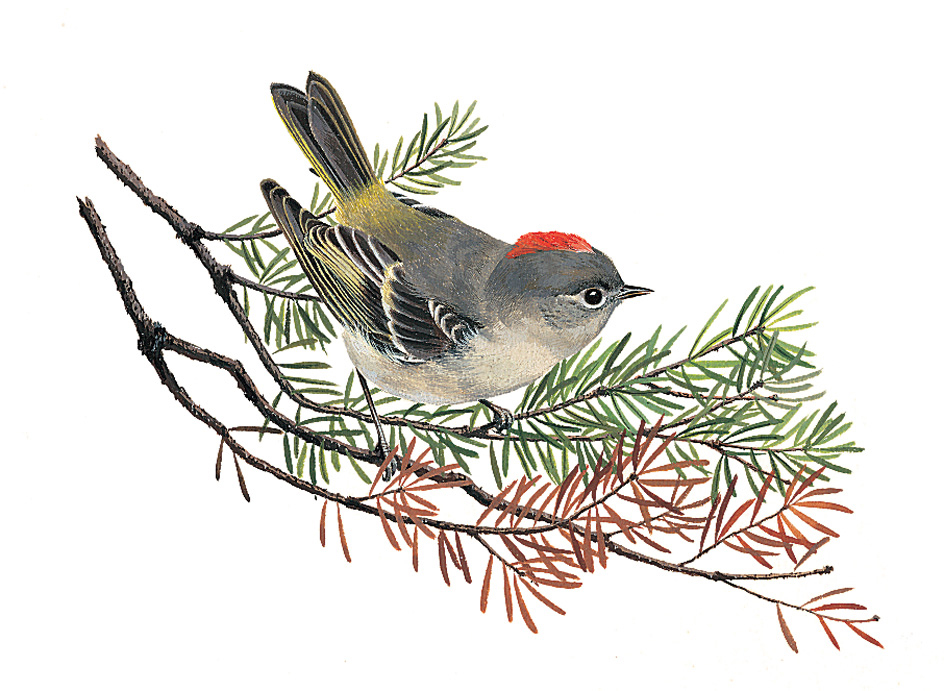 Ruby-crowned kinglet