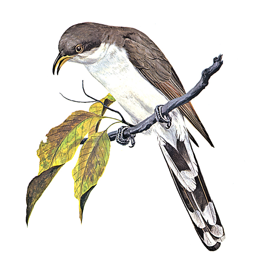 Yellow-billed cuckoo