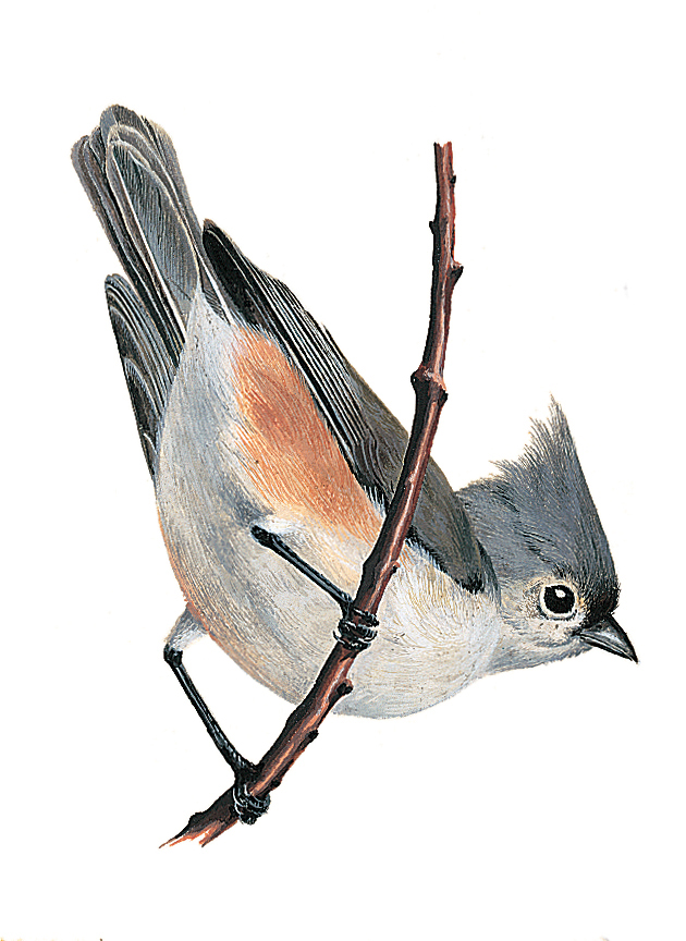 Tufted titmouse