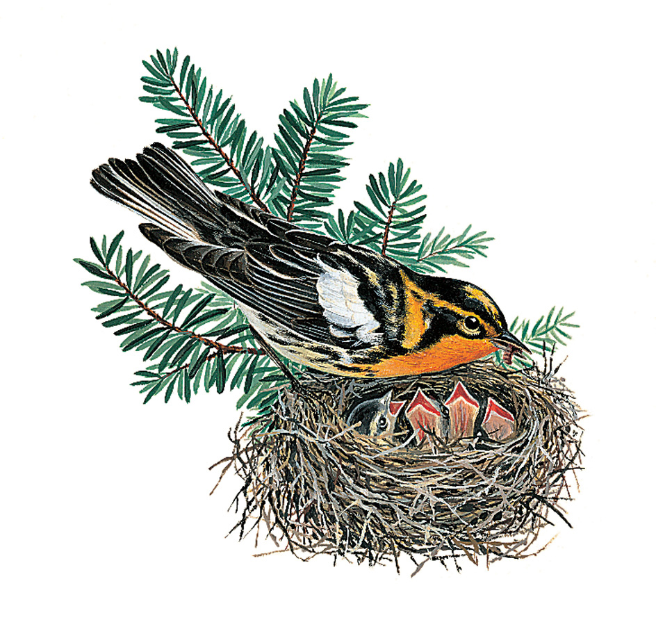 Blackburnian warbler