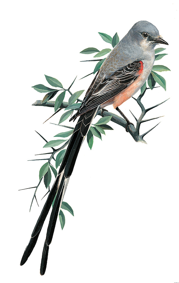 Scissor-tailed flycatcher