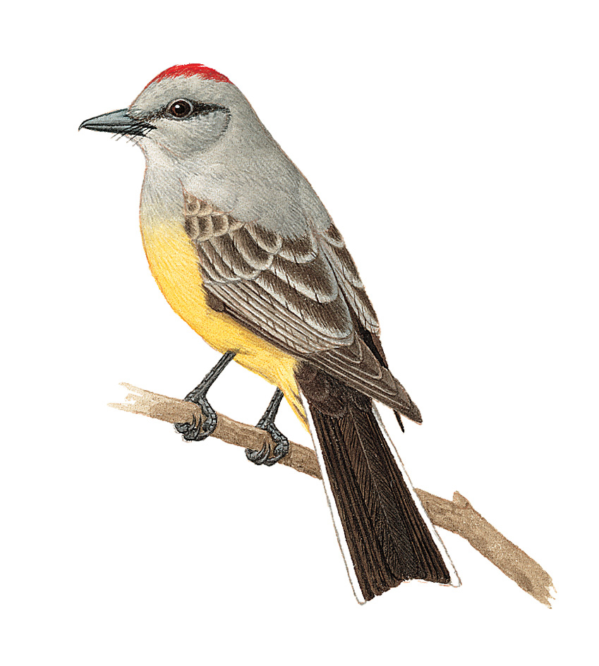 Western kingbird