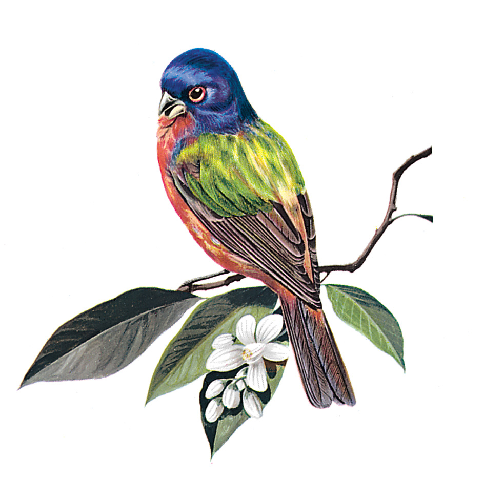 Painted bunting