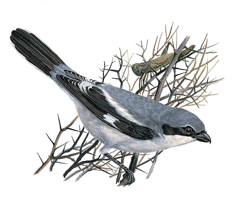 Loggerhead shrike