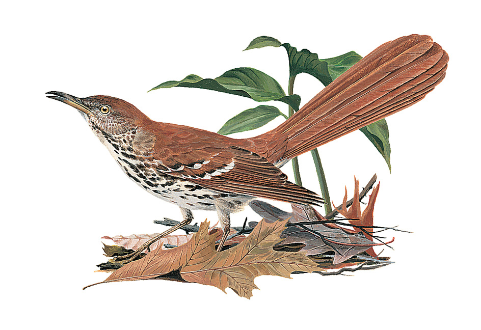 Brown thrasher