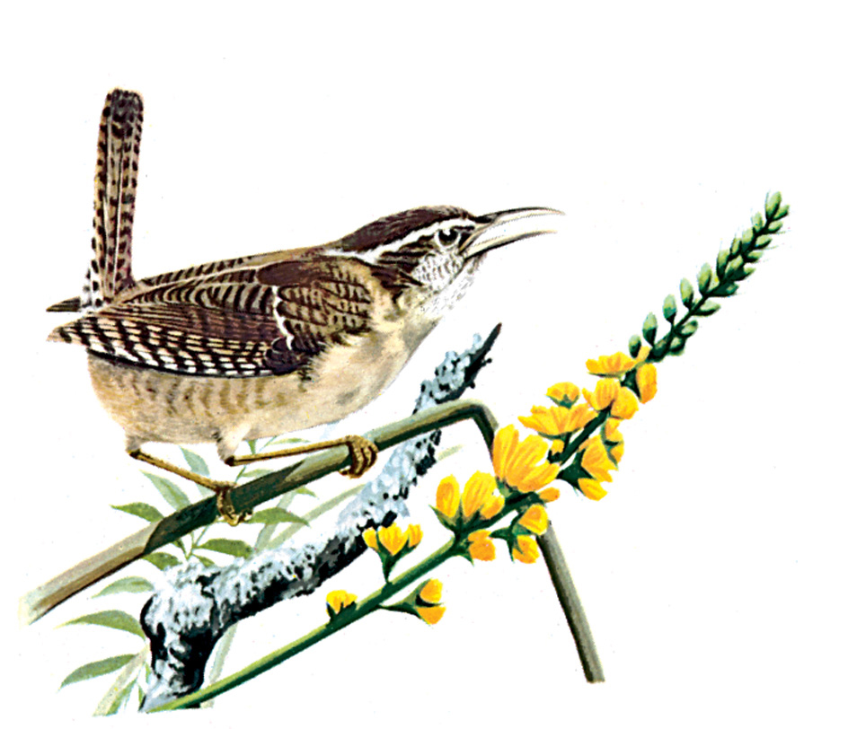 Carolina wren