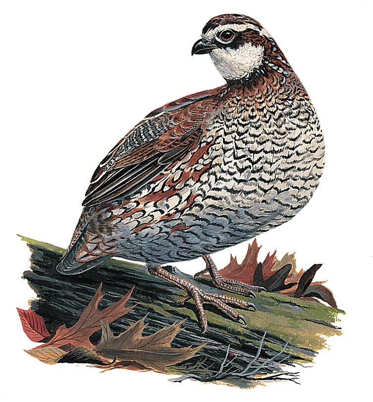 Northern bobwhite