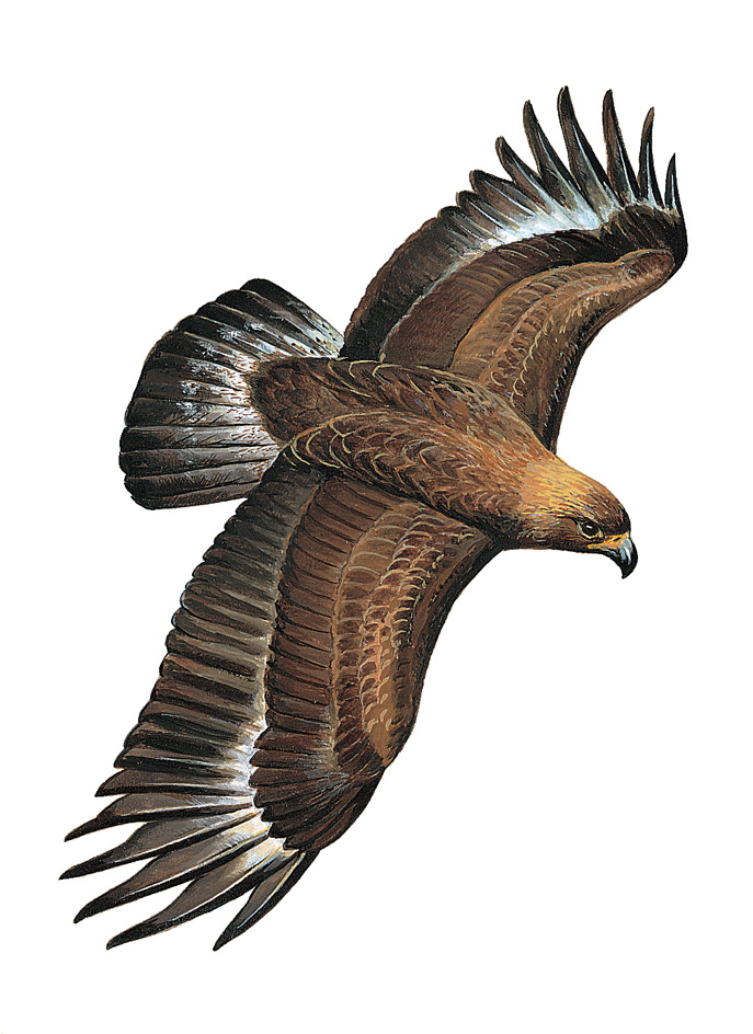 Golden eagle