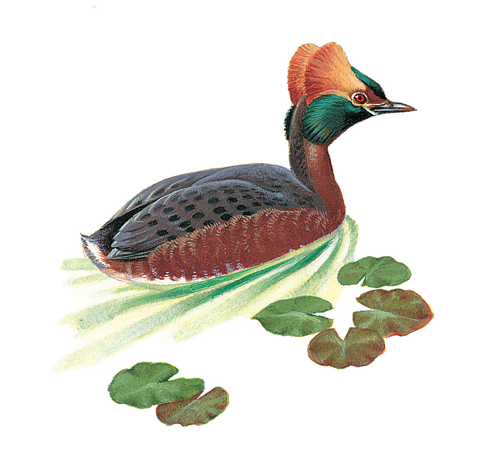 Horned grebe