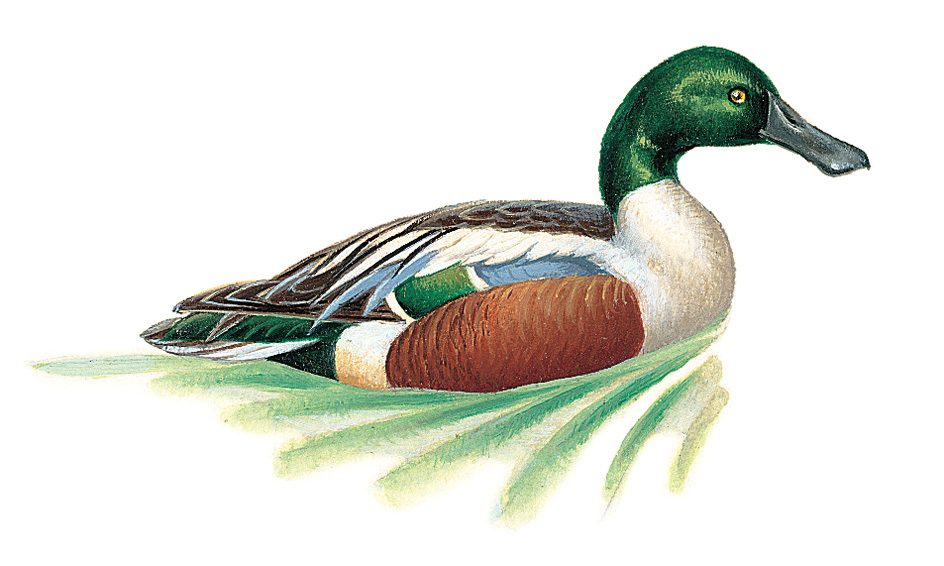 Shoveler