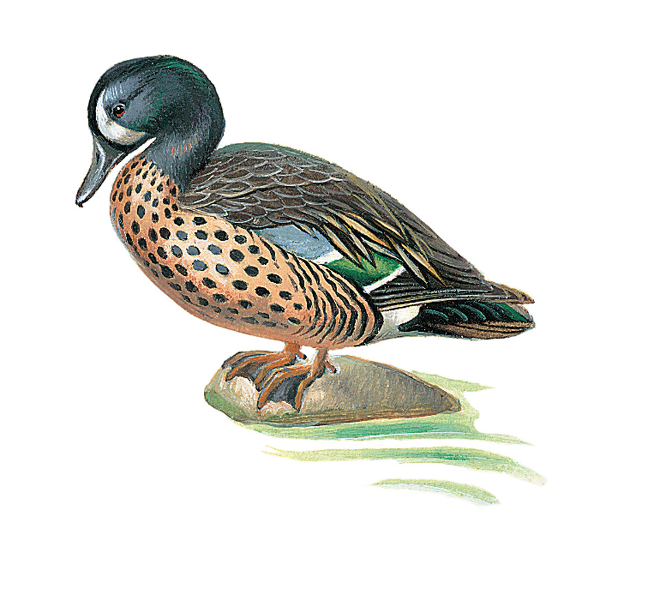 Blue-winged teal