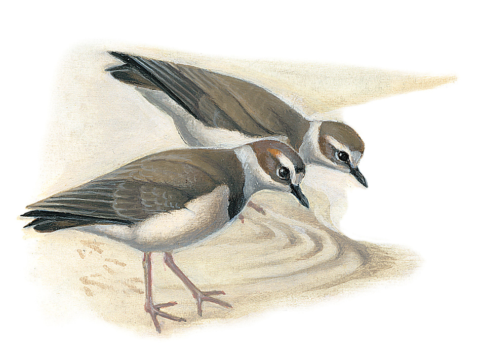 Wilson's plover