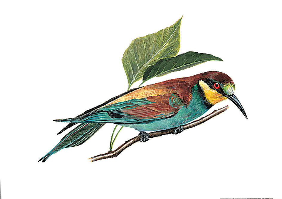 European bee-eater