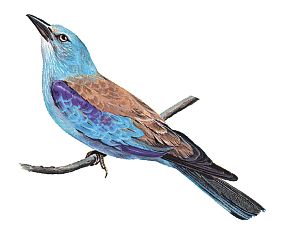 European roller