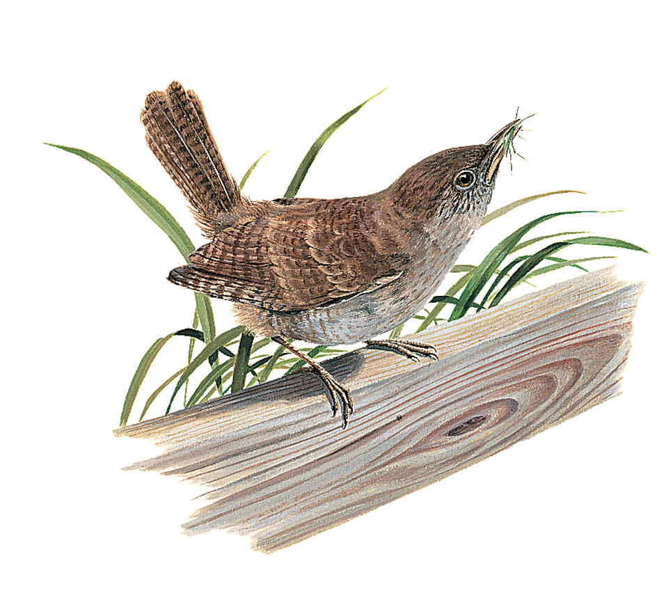 House wren