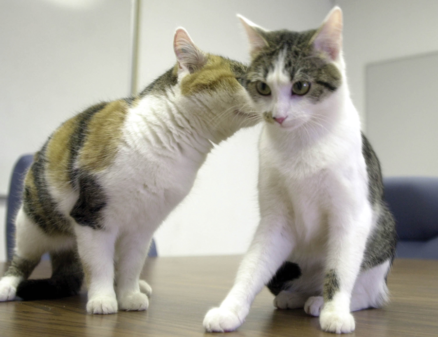 A cat (left) with her clone (right)