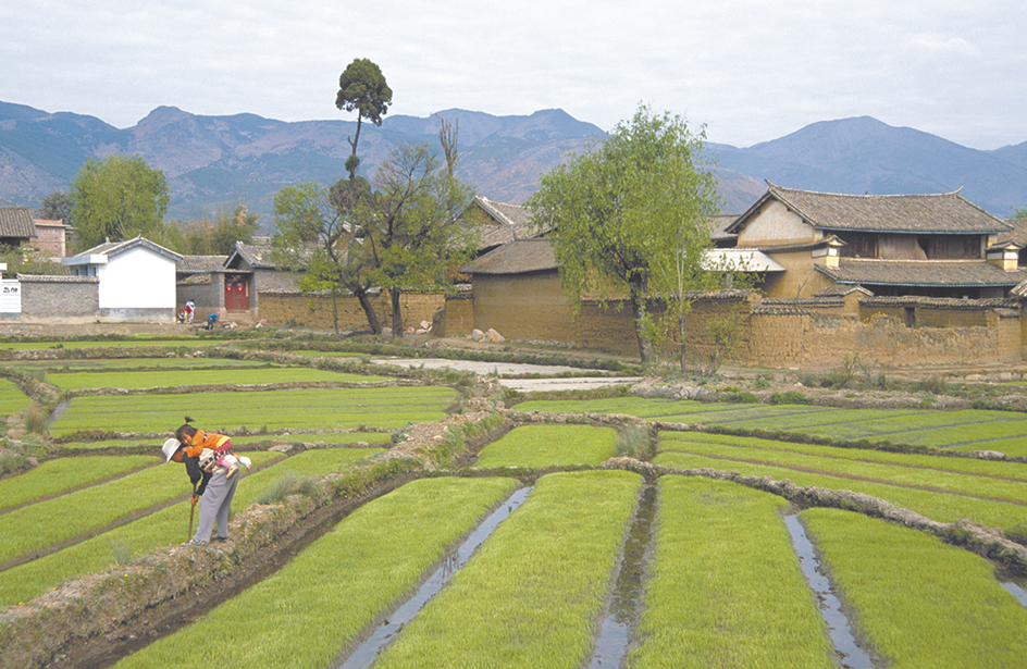 Chinese agriculture