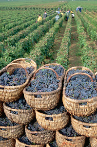 Harvesting wine grapes