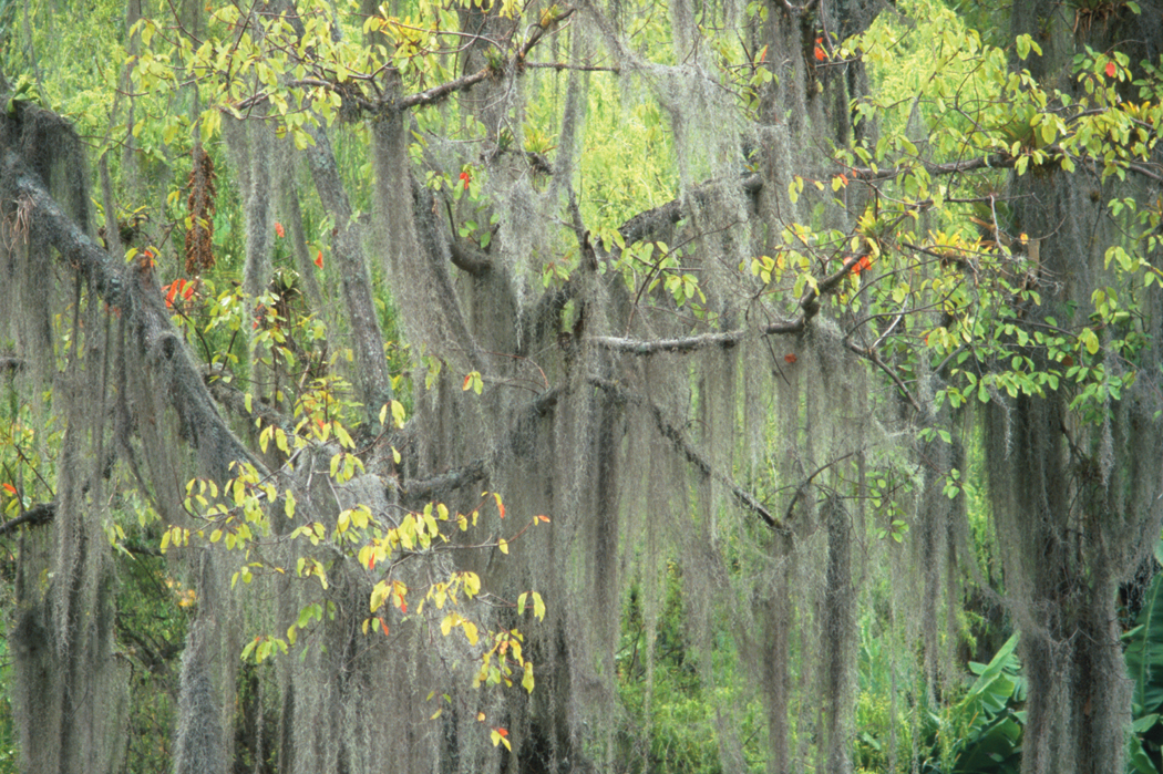 Epiphytes