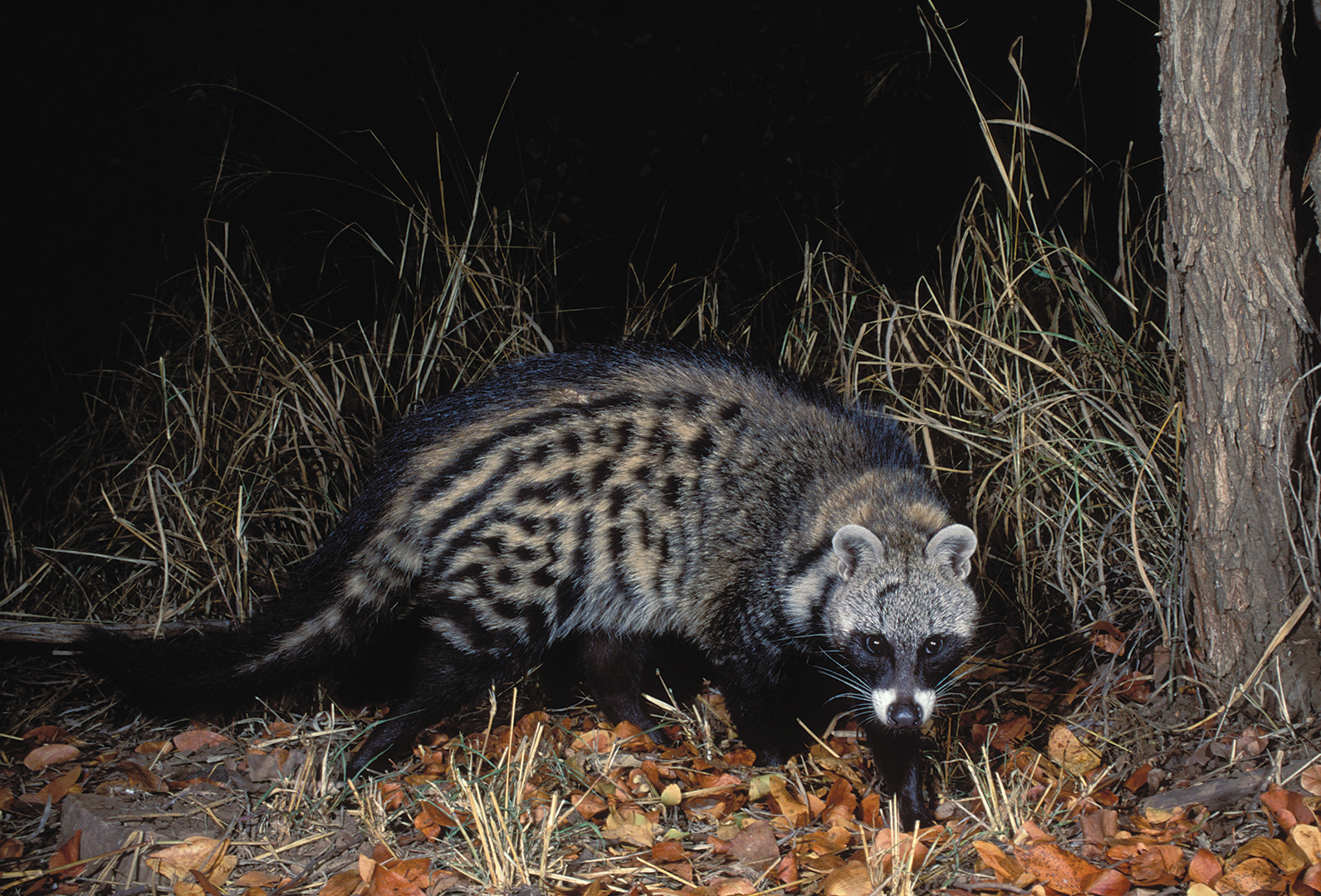 African civet