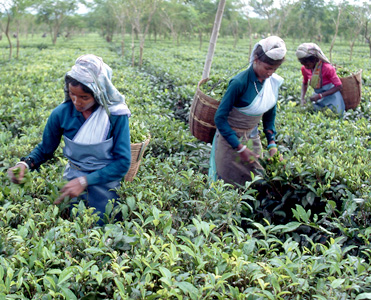 Picking leaves from tea plants