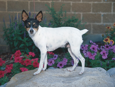 Toy fox terrier