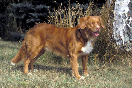 Nova Scotia duck tolling retriever