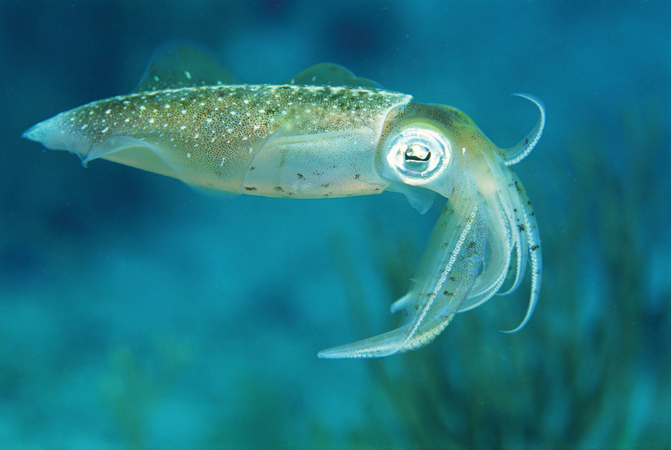 Caribbean reef squid