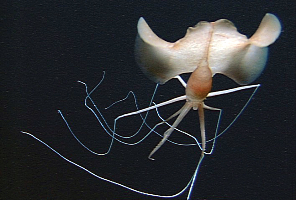 Deep-sea squid