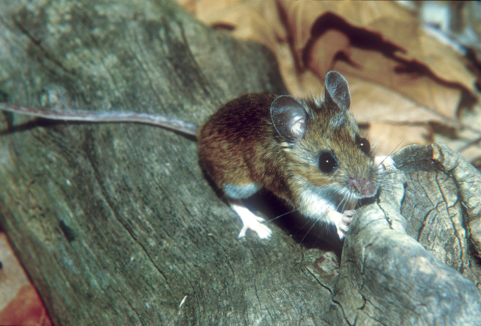 White-footed mouse