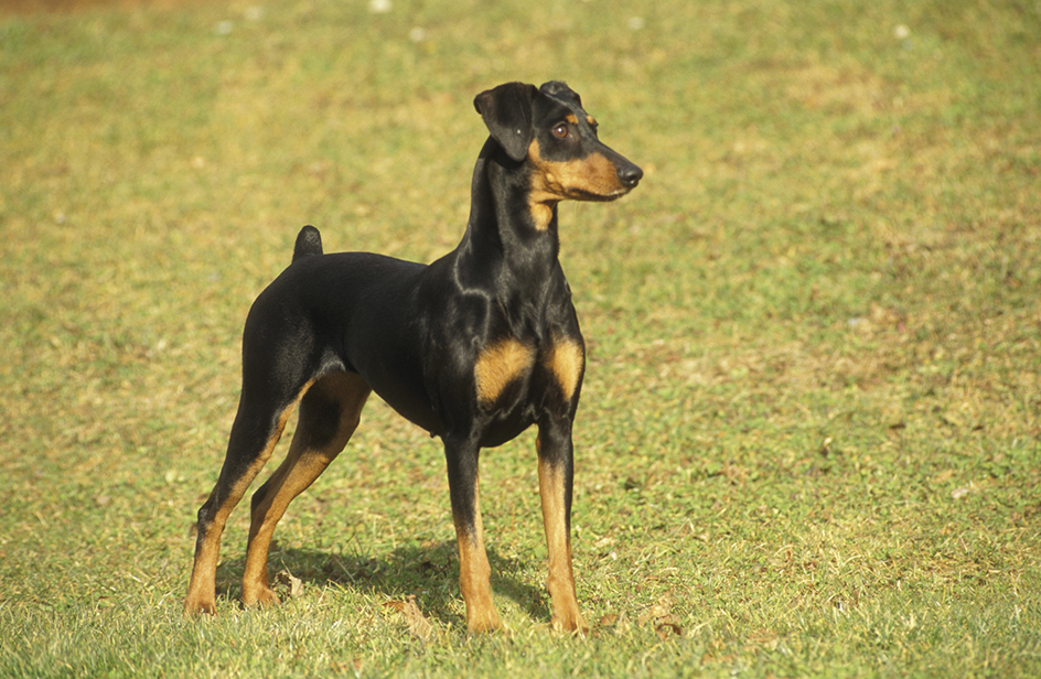 German pinscher