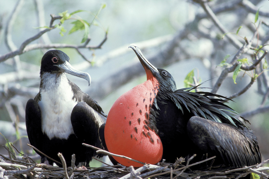 Courtship displays