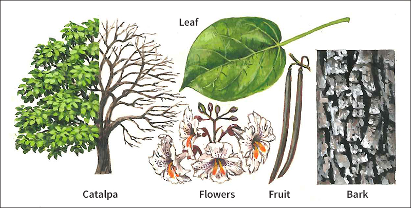 Southern catalpa