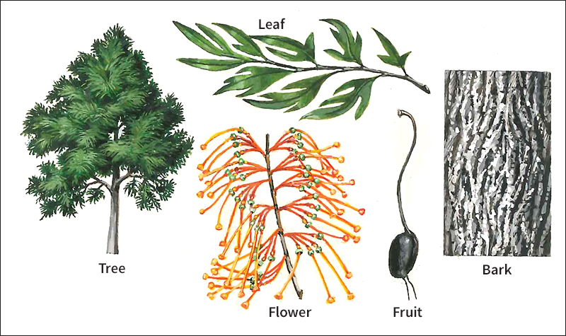 Silky oak