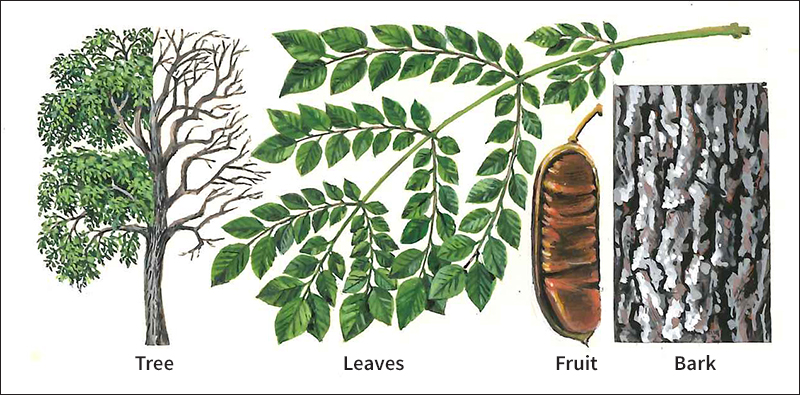 Kentucky coffeetree