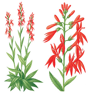 Cardinal flower